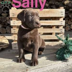Sally, Chocolate Labrador Retriever Puppy